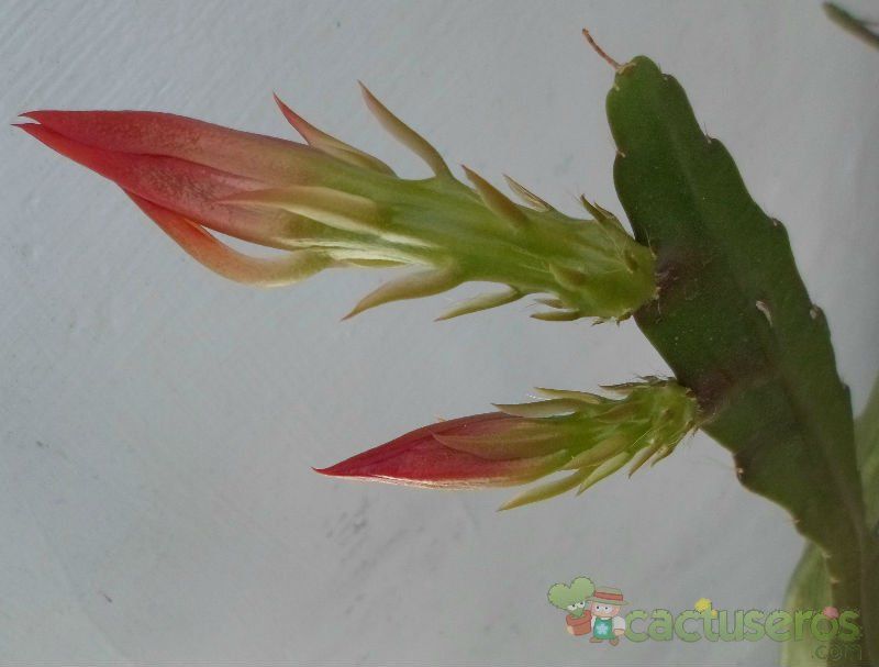 Una foto de Epiphyllum Spiritu Santo