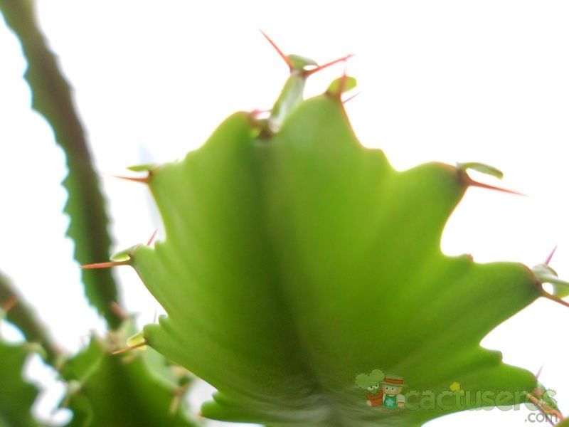 Una foto de Euphorbia triangularis