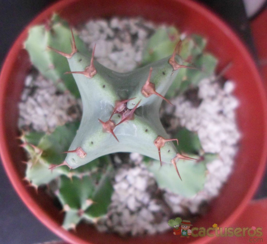 Una foto de Euphorbia resinifera