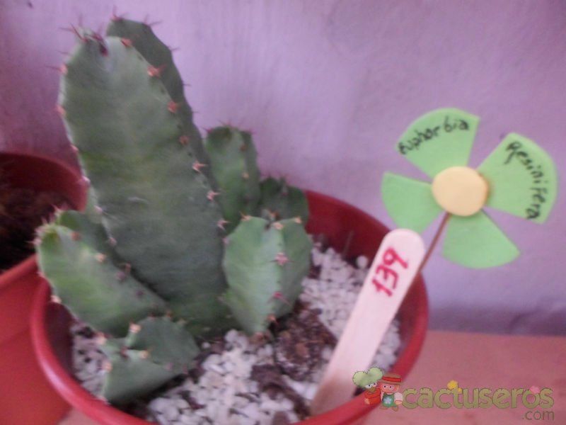 Una foto de Euphorbia resinifera