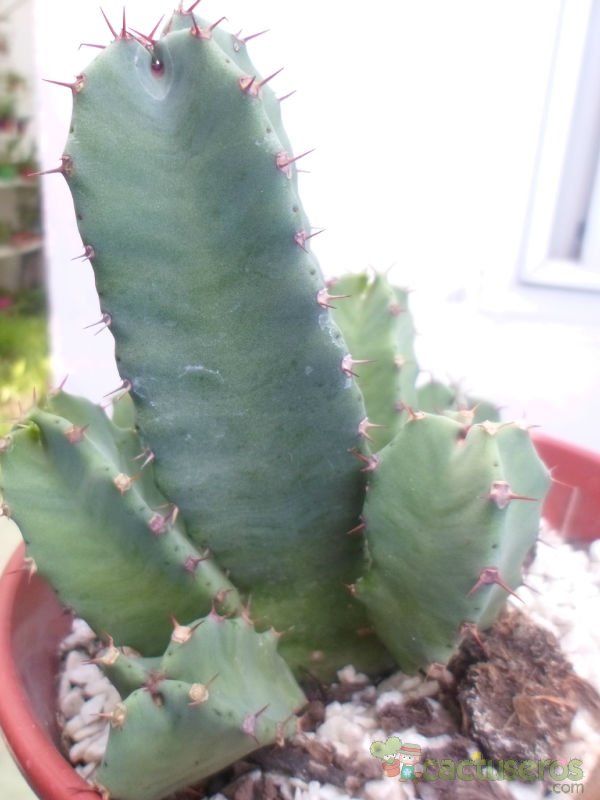 Una foto de Euphorbia resinifera