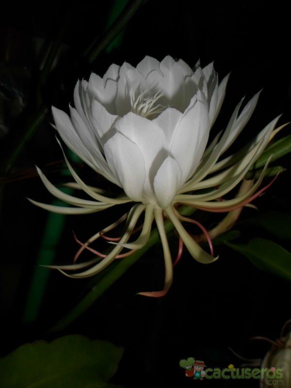 A photo of Epiphyllum oxypetalum