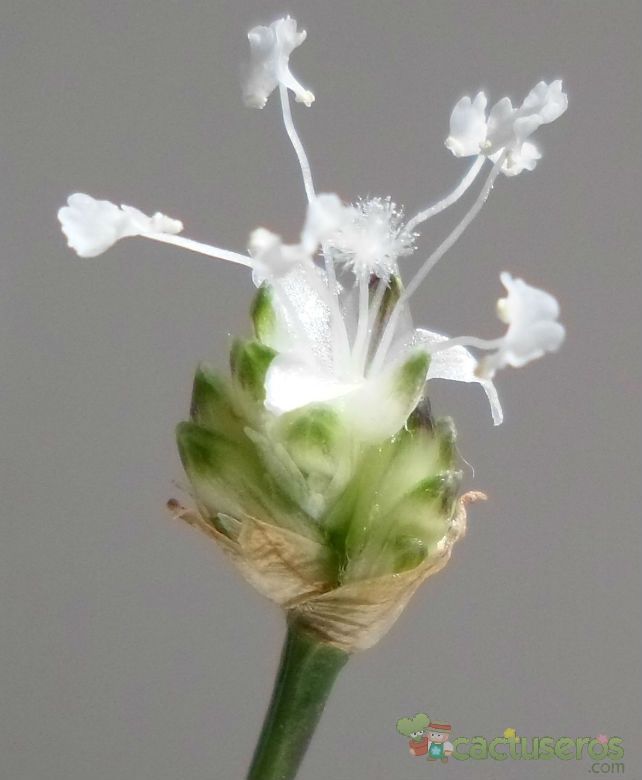 Una foto de Callisia fragrans  