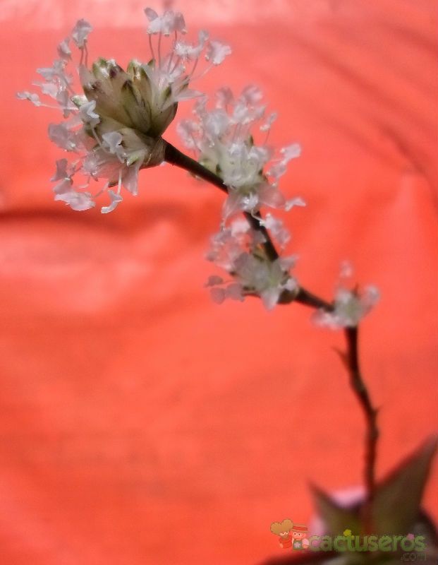 Una foto de Callisia fragrans  