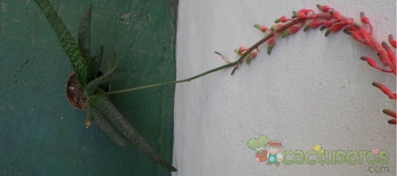 A photo of Gasteria carinata var. verrucosa