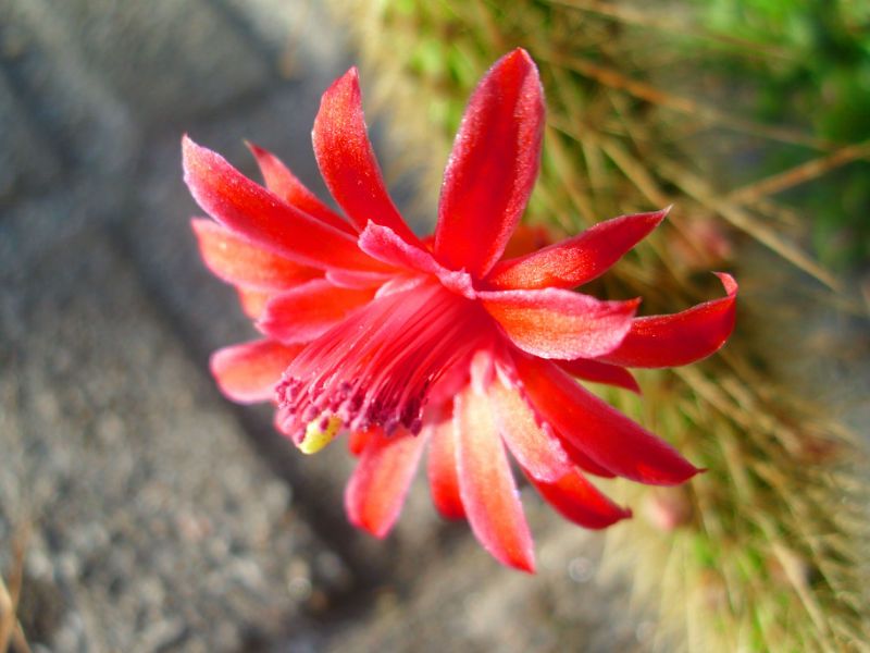 A photo of Cleistocactus winteri