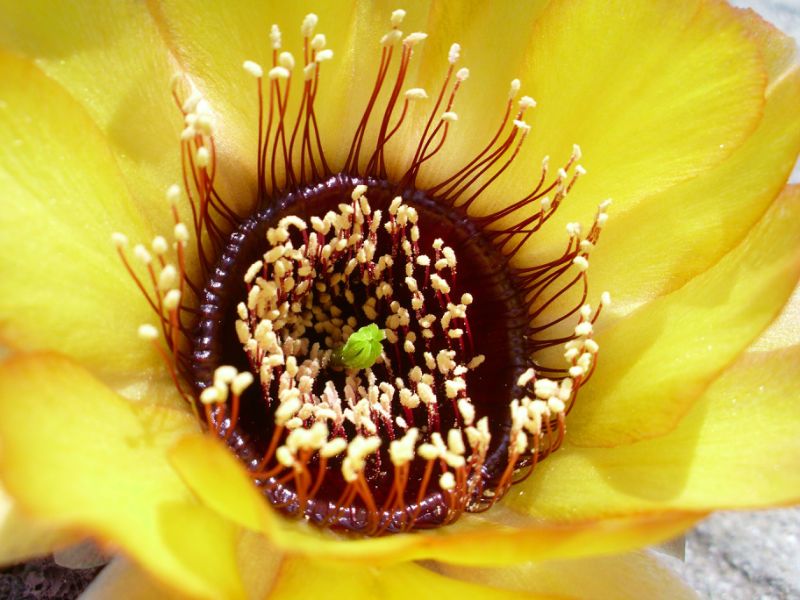 A photo of Echinopsis marsoneri