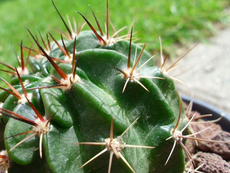 A photo of Echinopsis marsoneri
