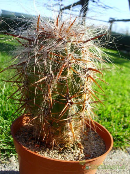 A photo of Oreocereus celsianus