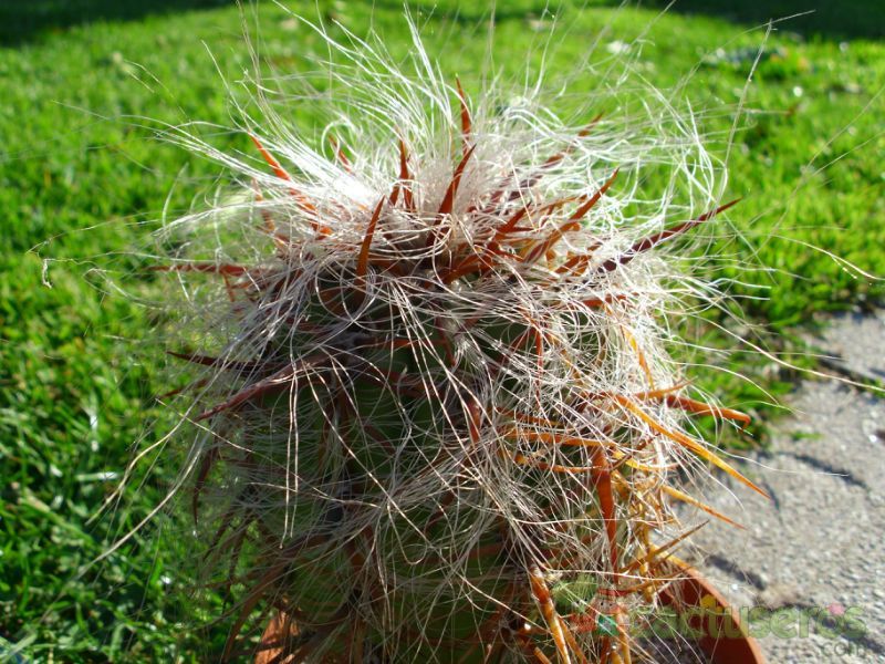 A photo of Oreocereus celsianus