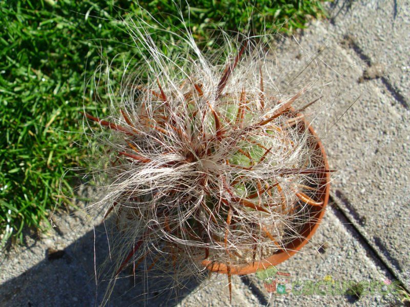A photo of Oreocereus celsianus