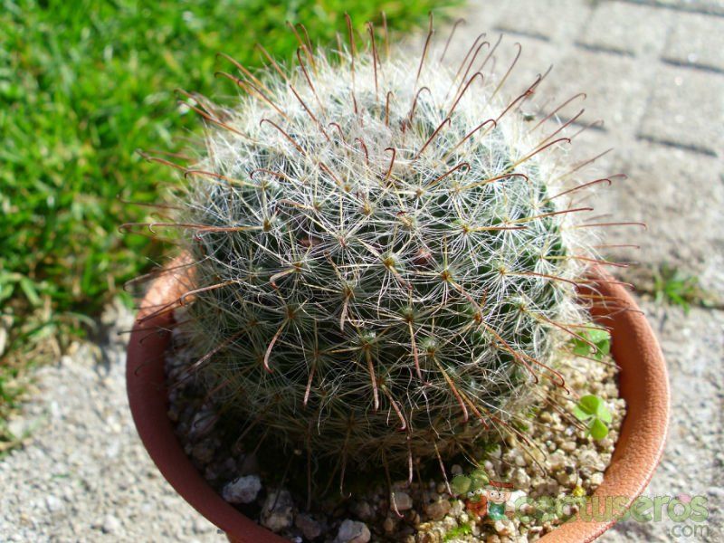 A photo of Mammillaria bocasana ssp eschauzieri
