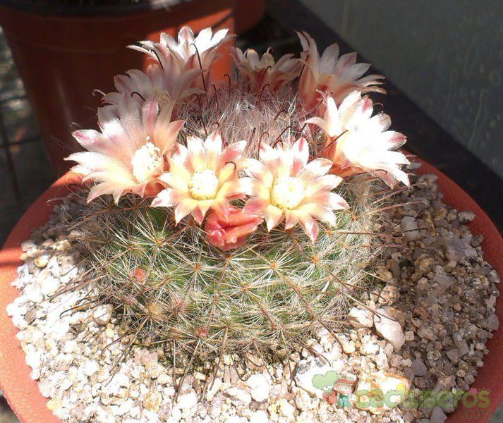 A photo of Mammillaria bocasana ssp eschauzieri