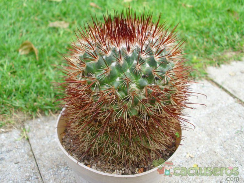 A photo of Mammillaria spinosissima cv. Super Red