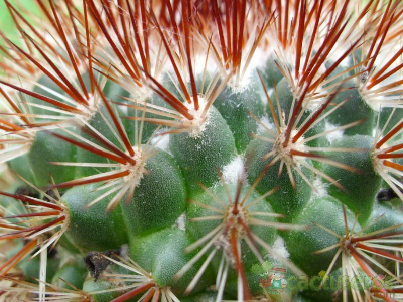 A photo of Mammillaria spinosissima cv. Super Red
