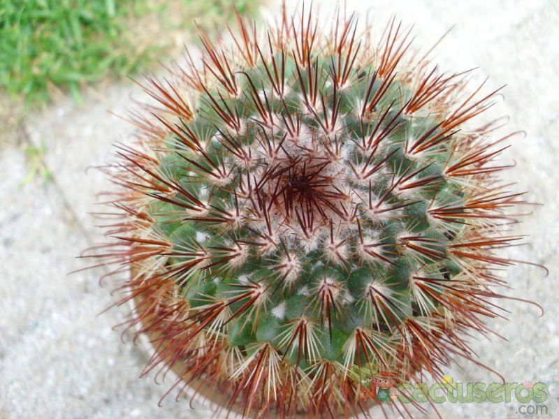 A photo of Mammillaria spinosissima cv. Super Red