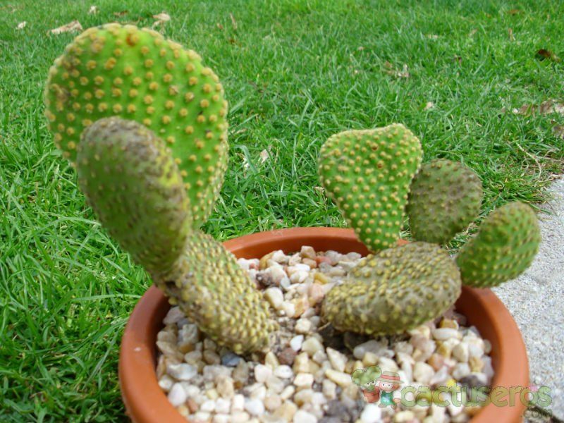 Una foto de Opuntia microdasys fma. crestada