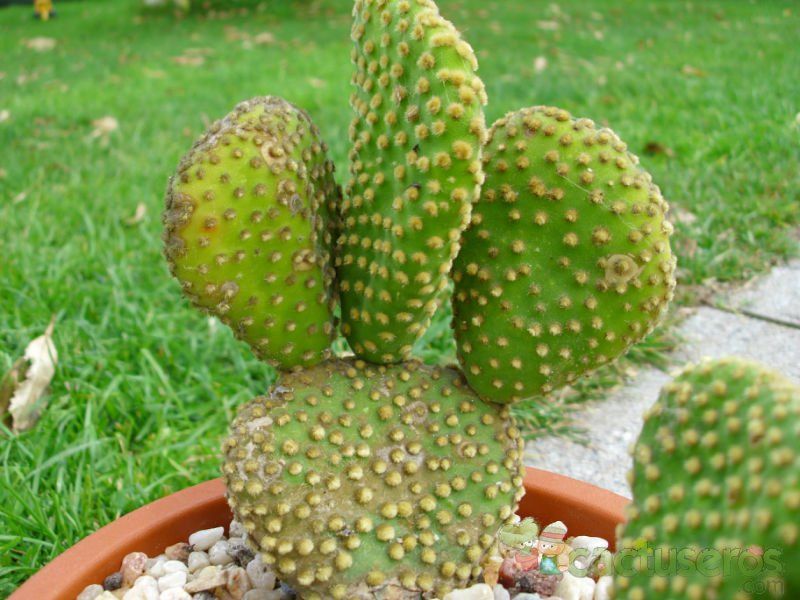 Una foto de Opuntia microdasys fma. crestada
