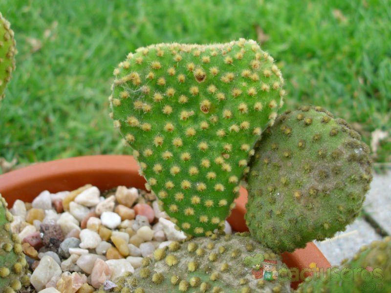 Una foto de Opuntia microdasys fma. crestada