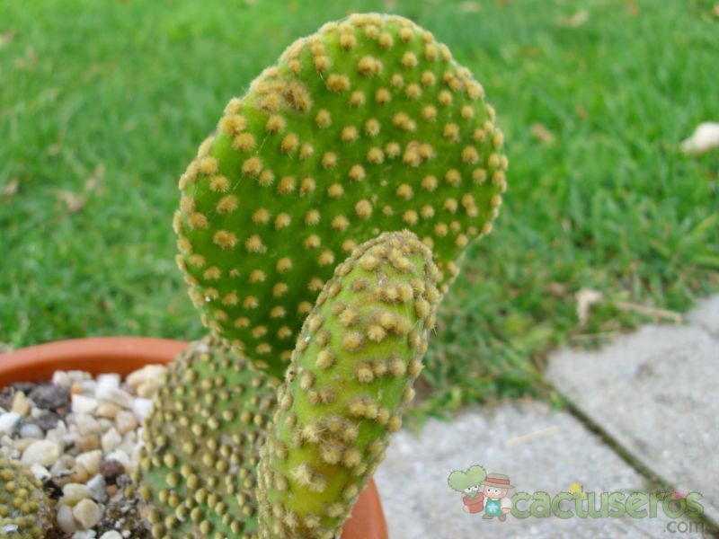 Una foto de Opuntia microdasys fma. crestada