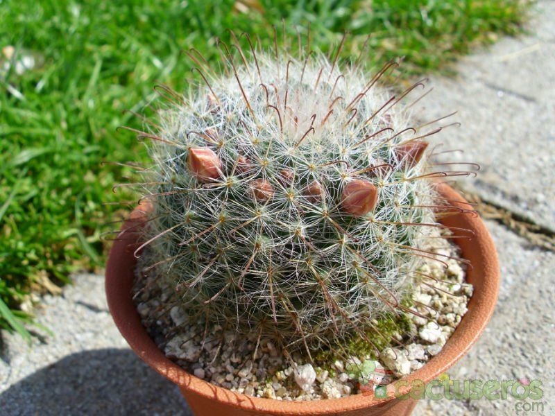 A photo of Mammillaria bocasana ssp eschauzieri