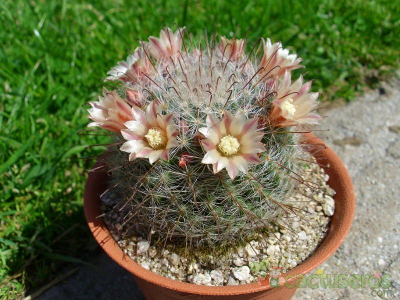A photo of Mammillaria bocasana ssp eschauzieri