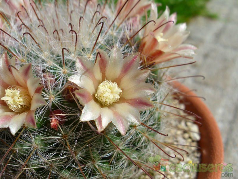 A photo of Mammillaria bocasana ssp eschauzieri