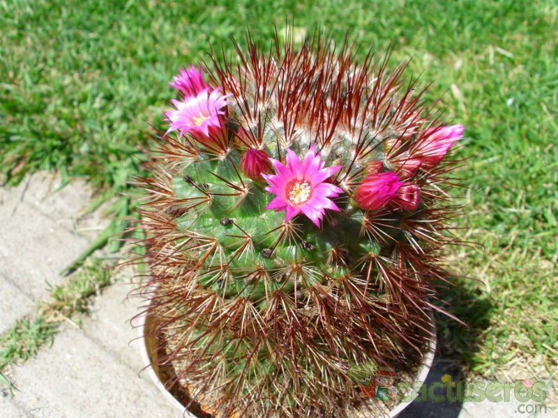 A photo of Mammillaria spinosissima cv. Super Red