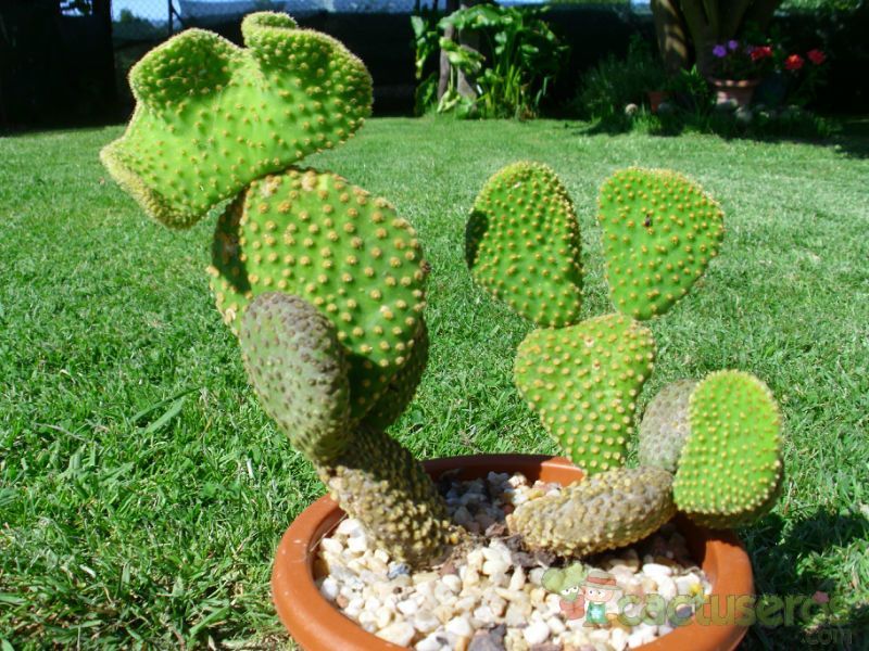 Una foto de Opuntia microdasys fma. crestada