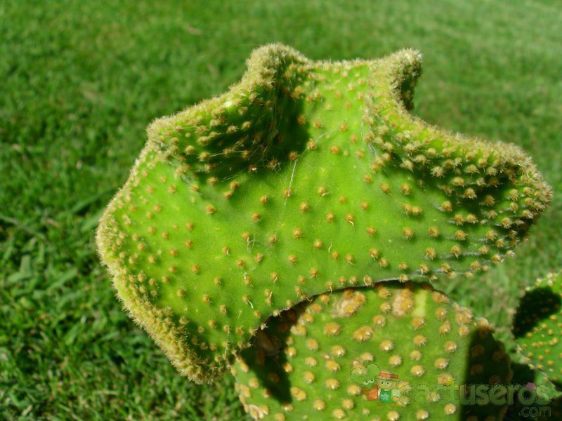 Una foto de Opuntia microdasys fma. crestada