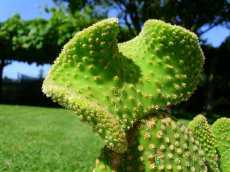Una foto de Opuntia microdasys fma. crestada