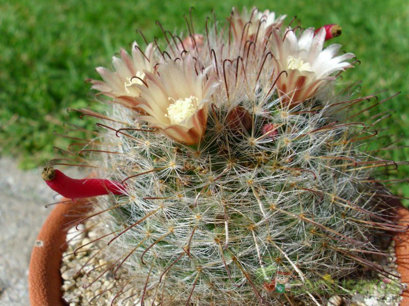 A photo of Mammillaria bocasana ssp eschauzieri