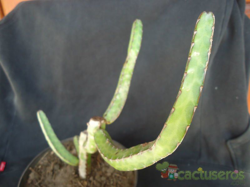A photo of Euphorbia heterochroma