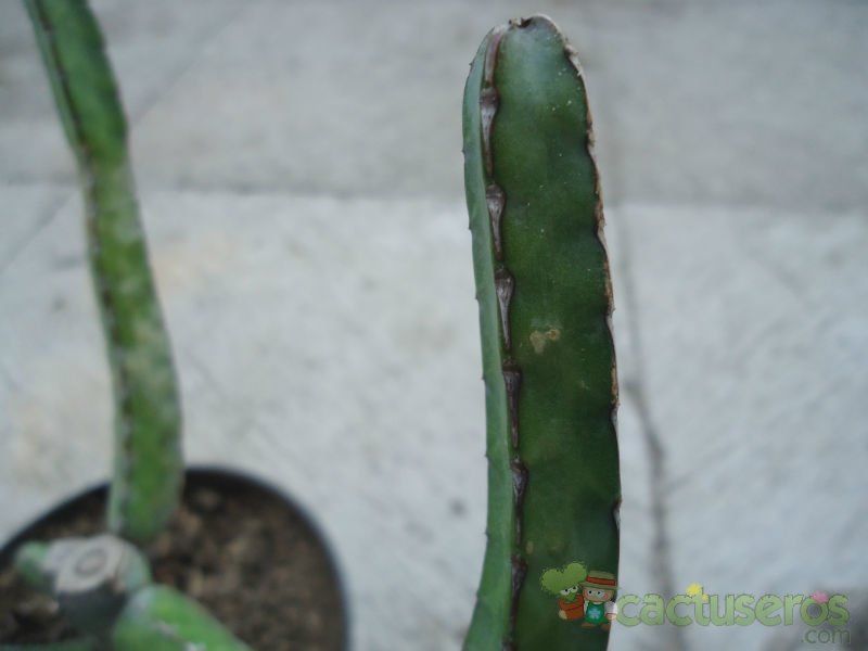 A photo of Euphorbia heterochroma