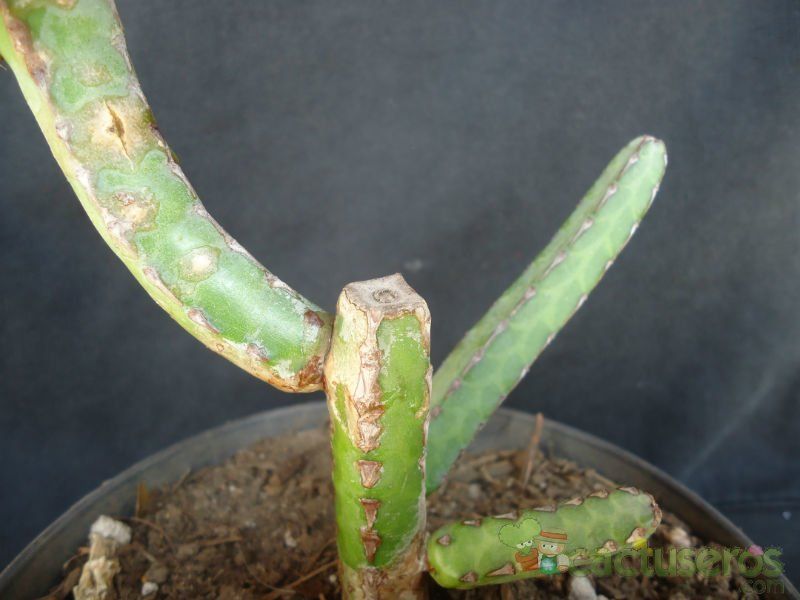 A photo of Euphorbia heterochroma