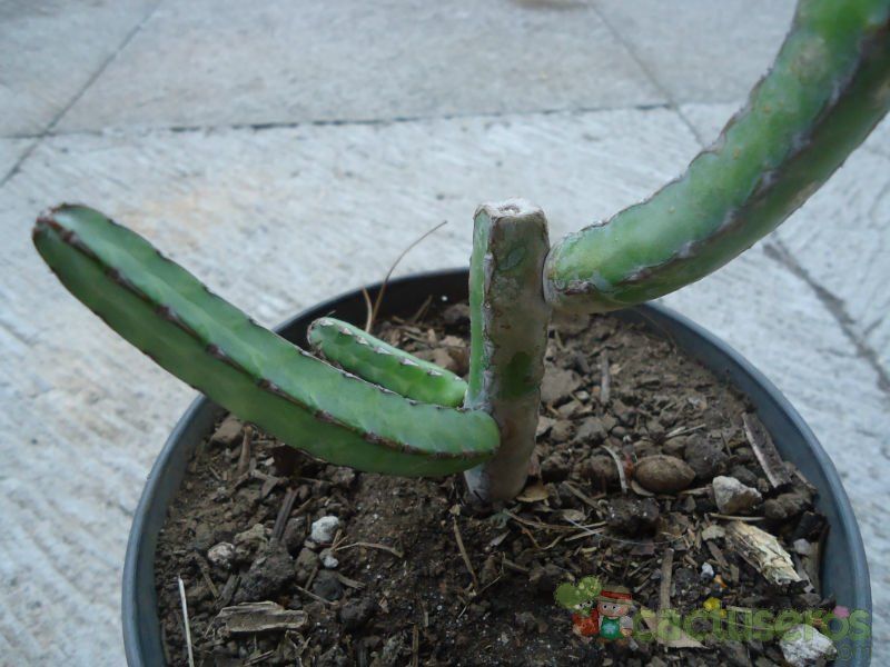 A photo of Euphorbia heterochroma
