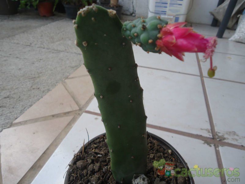 A photo of Opuntia nuda