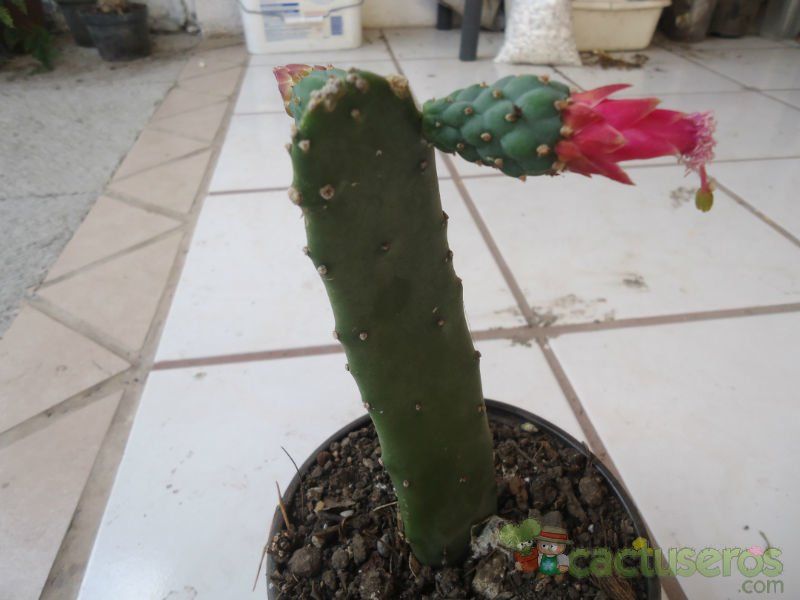 A photo of Opuntia nuda