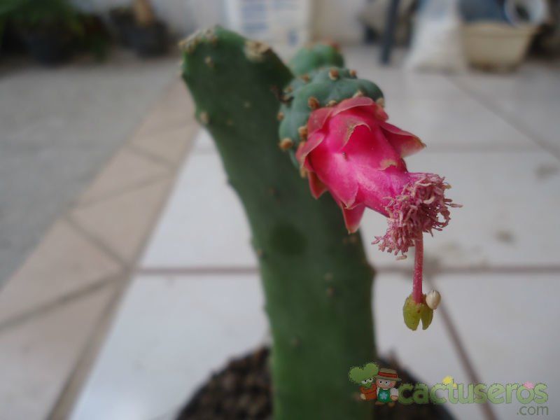 A photo of Opuntia nuda