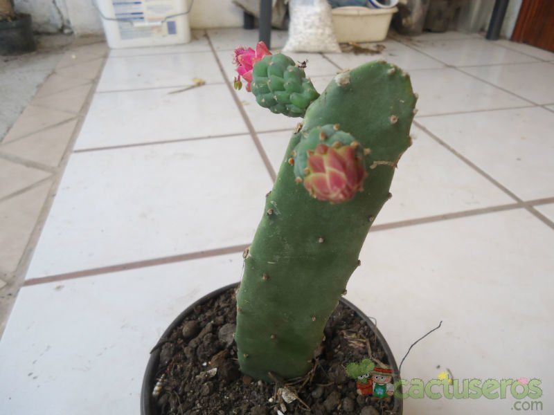 A photo of Opuntia nuda