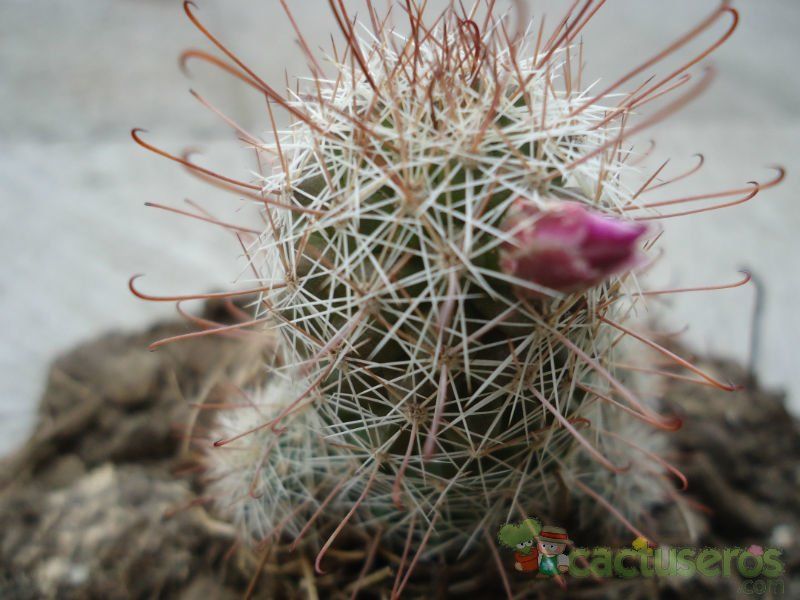 A photo of Mammillaria mazatlanensis
