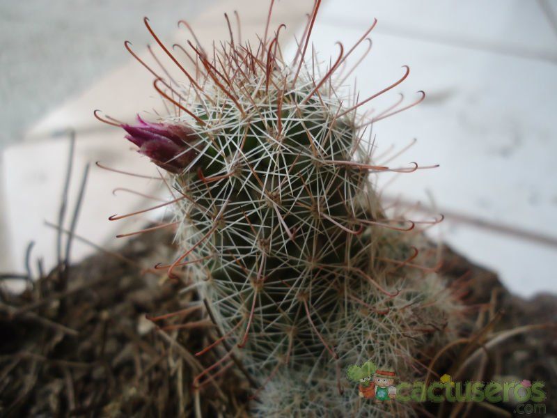 A photo of Mammillaria mazatlanensis