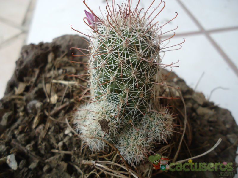 A photo of Mammillaria mazatlanensis