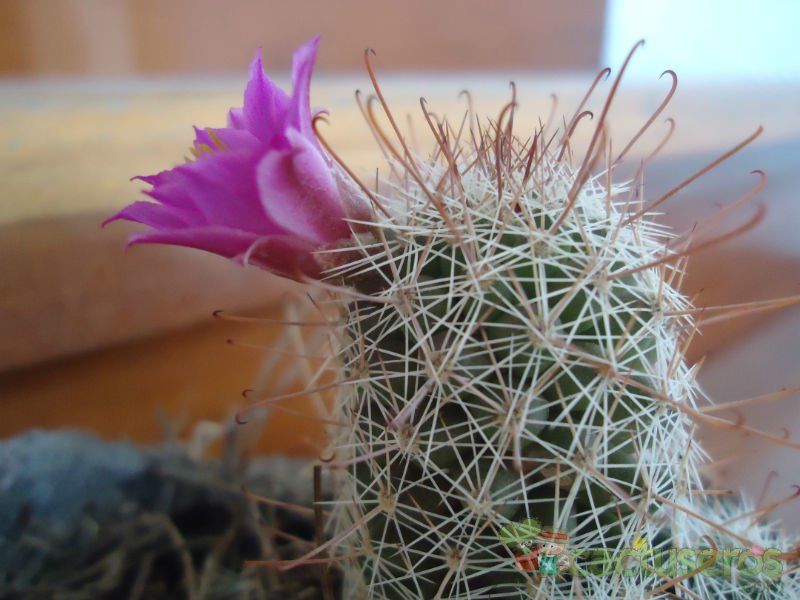 A photo of Mammillaria mazatlanensis