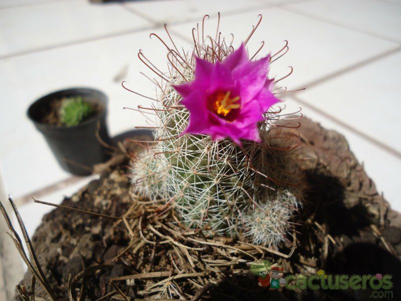 A photo of Mammillaria mazatlanensis