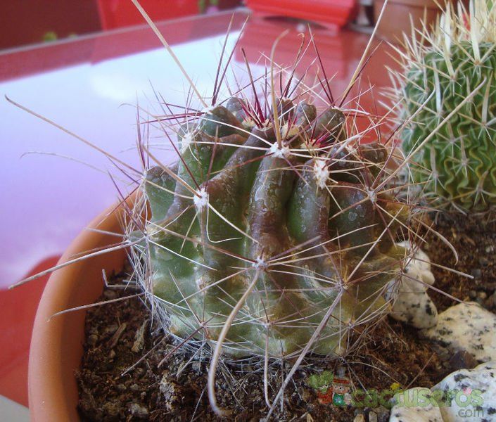 A photo of Ferocactus hamatacanthus ssp. sinuatus