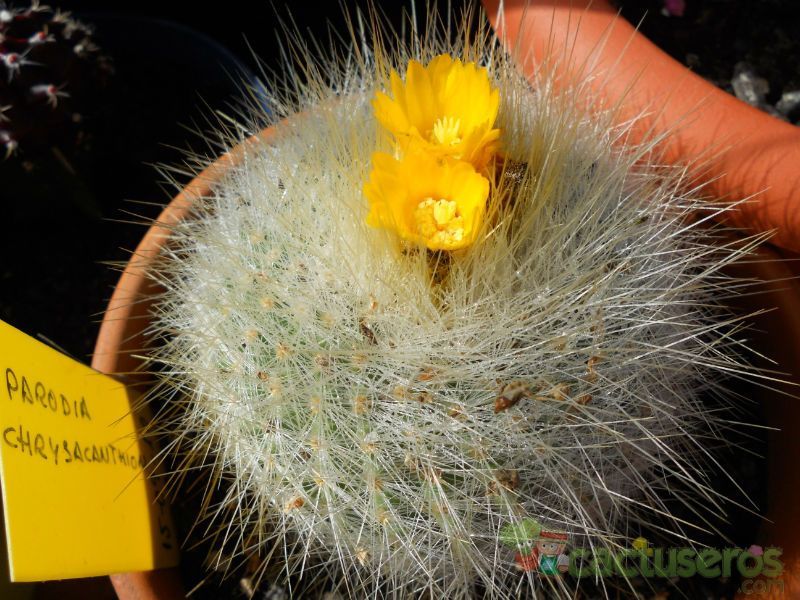 A photo of Parodia chrysacanthion