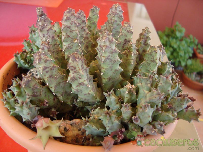 A photo of Huernia thuretii