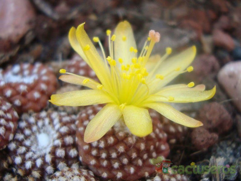 A photo of Copiapoa hypogaea subsp. laui