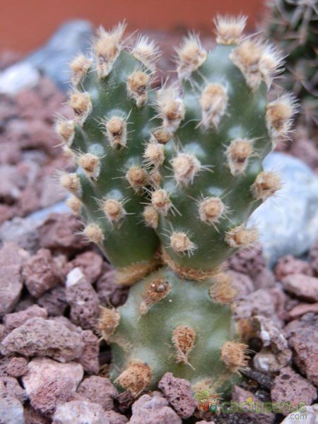 A photo of Tephrocactus molinensis